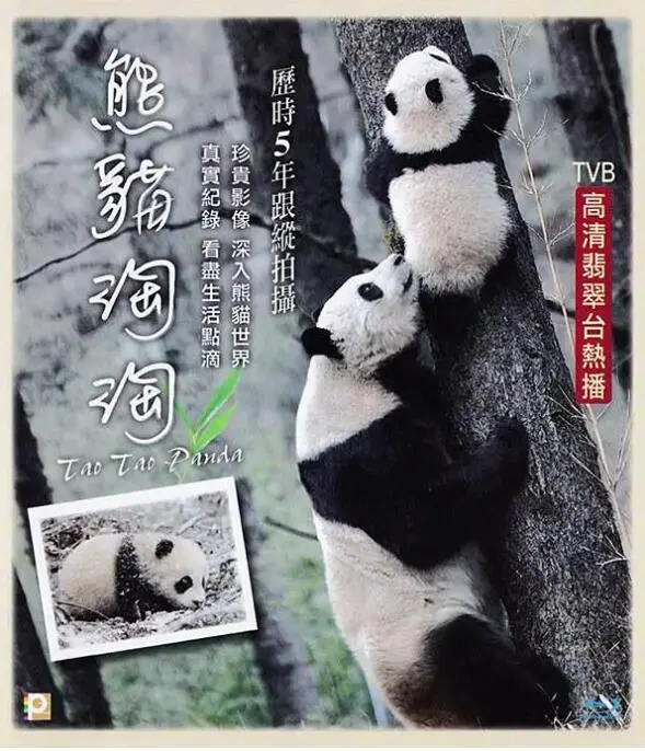 《熊猫淘淘》：萌翻全球的国宝探险记，一场关于成长与友谊的可爱旅程